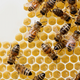 Image for article titled Honey bee apocalypse may not be caused by evil corporations after all